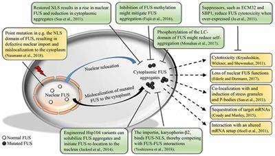 Yeast as a Model to Unravel Mechanisms Behind FUS Toxicity in Amyotrophic Lateral Sclerosis